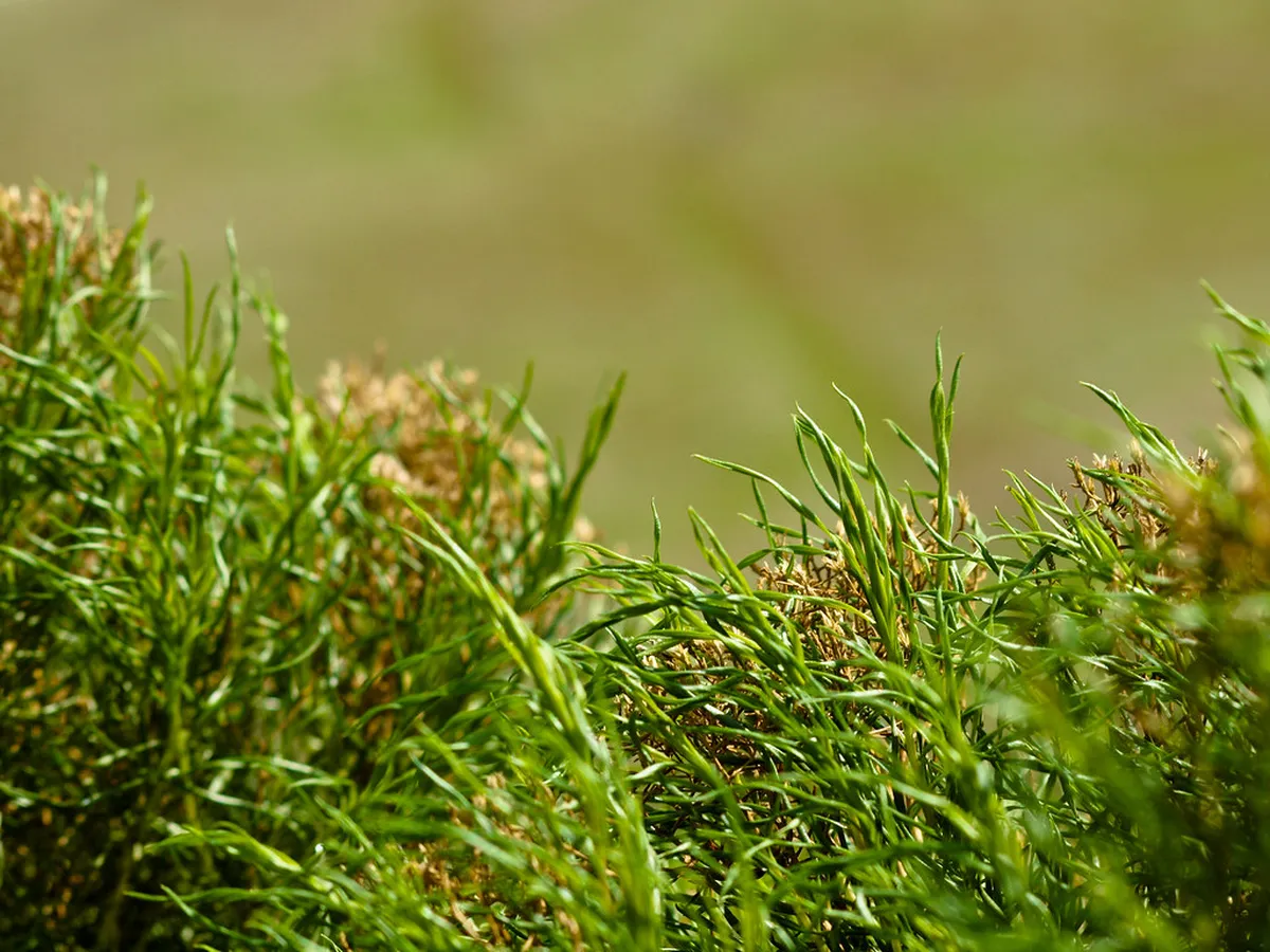 Bergamo Spring Trails: Top Nature Walks in 2025