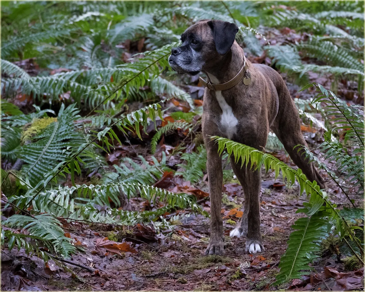 Bergamo's Best Dog Walking Trails for 2025