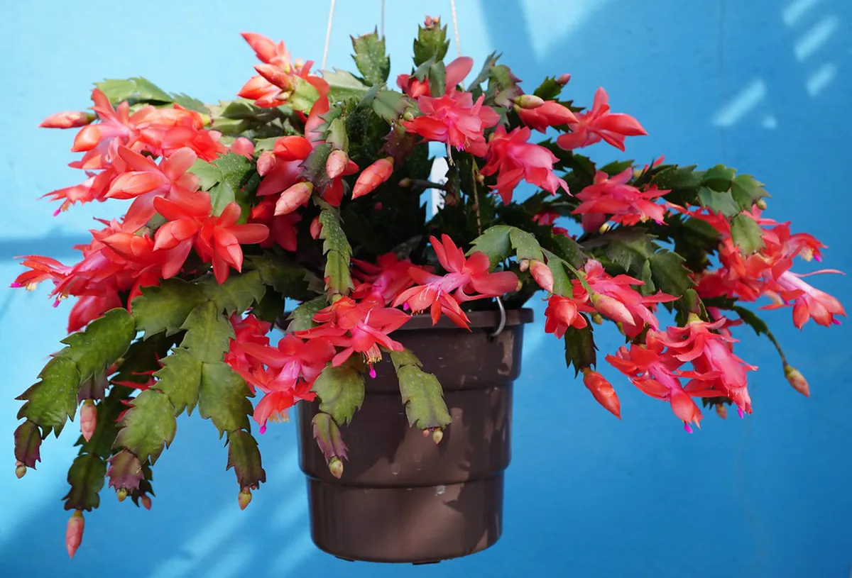 Best Ways to Reach Bergamo Scenic Walks in 2025