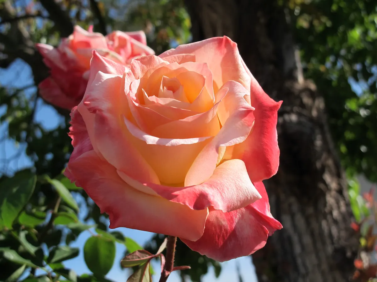 Blooming Gardens in Bergamo: A Spring 2025 Walking Guide