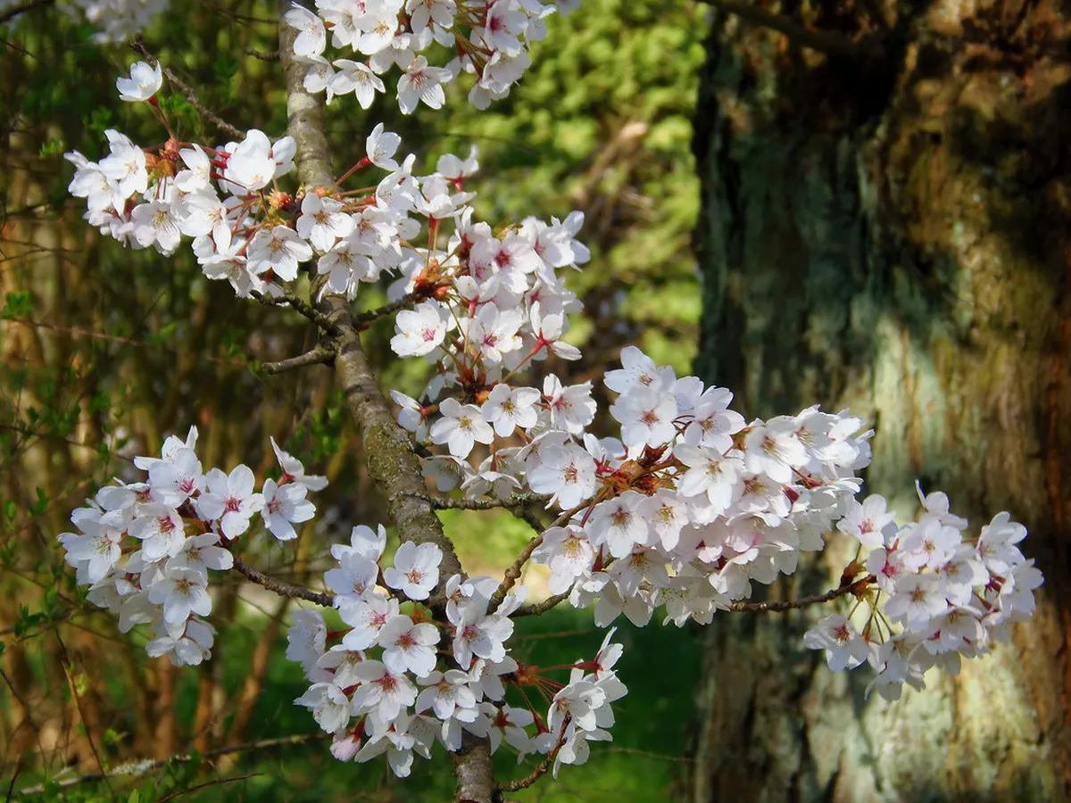 Capturing Best Bergamo Walk Photos: A 2025 Guide