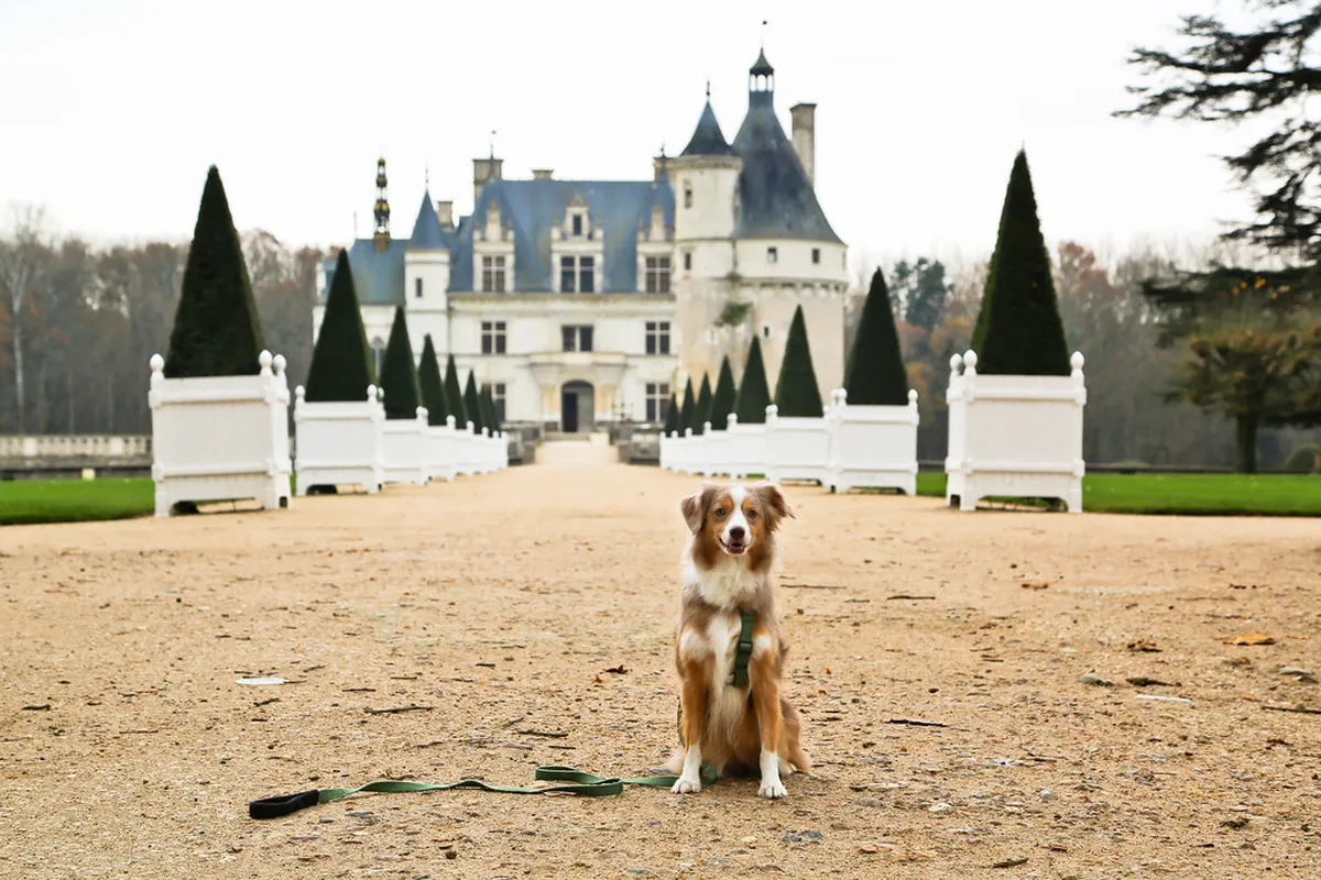 Dog Friendly Walks Bergamo: Explore Italy with Your Pet