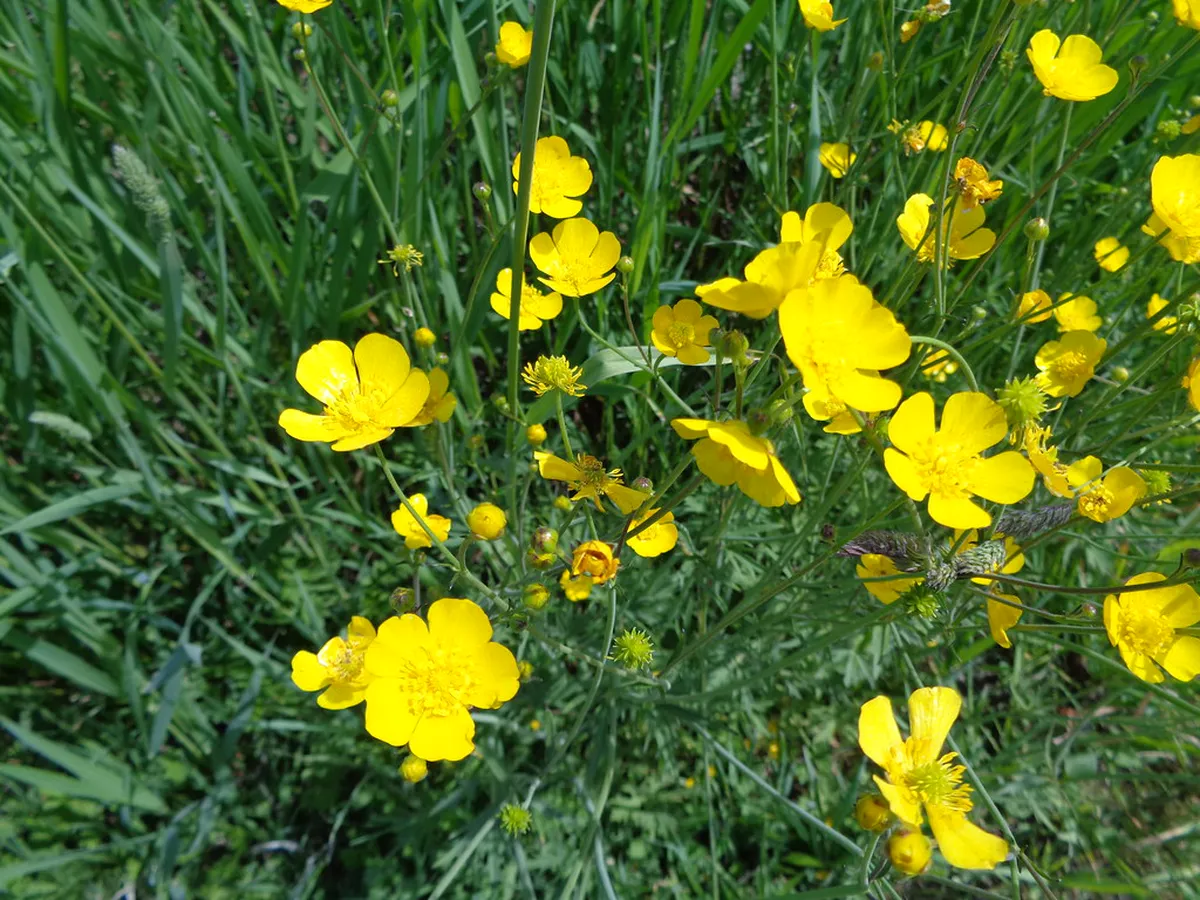 Easy Walking Trails for Families in Bergamo, Italy