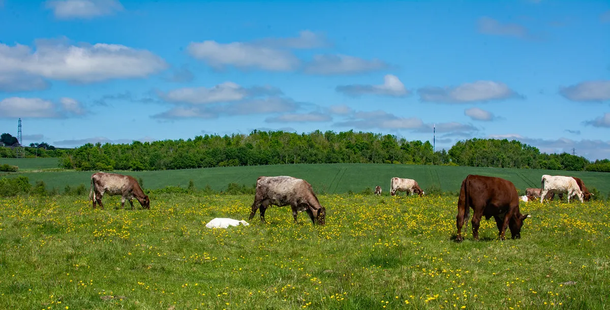 Peaceful Walks in Bergamo's Botanical Gardens