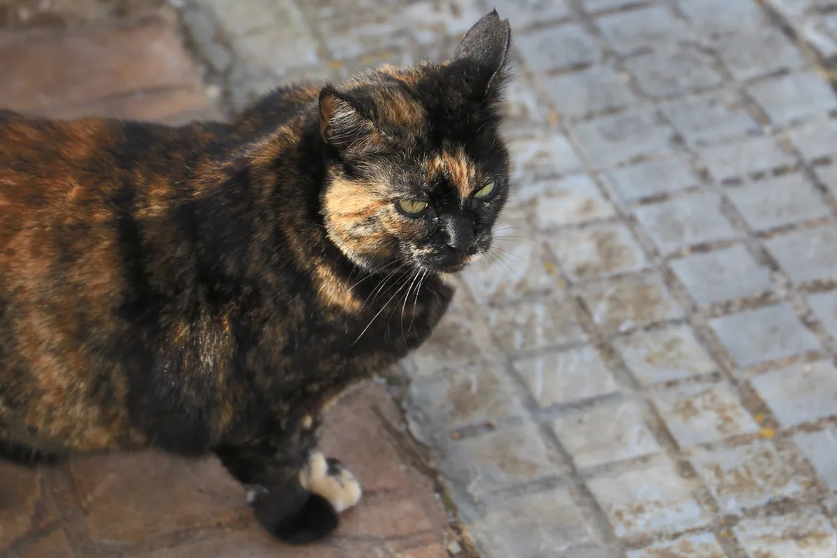 Stay Safe Walking in Bologna: Your 2025 Guide