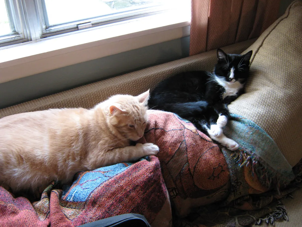 Best Dog Walking Spots Lecce: A 2025 Pet-Friendly Guide