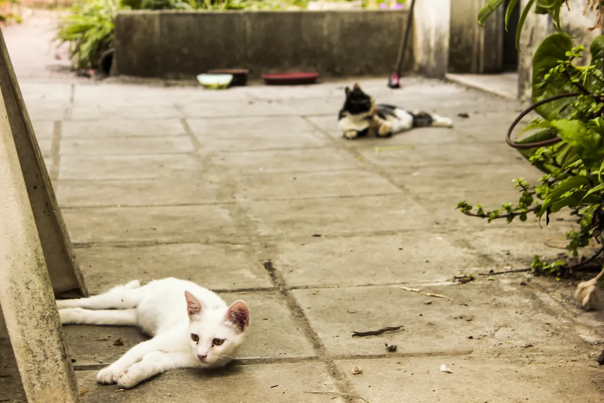 Lecce Dog Friendly Walks: Top Spots for Pups in 2025