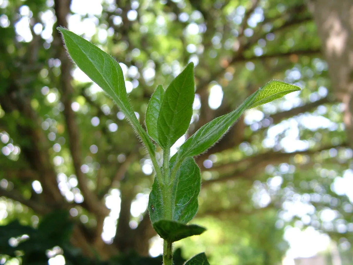 Lecce Green Spaces Walks: Top Parks & Gardens 2025