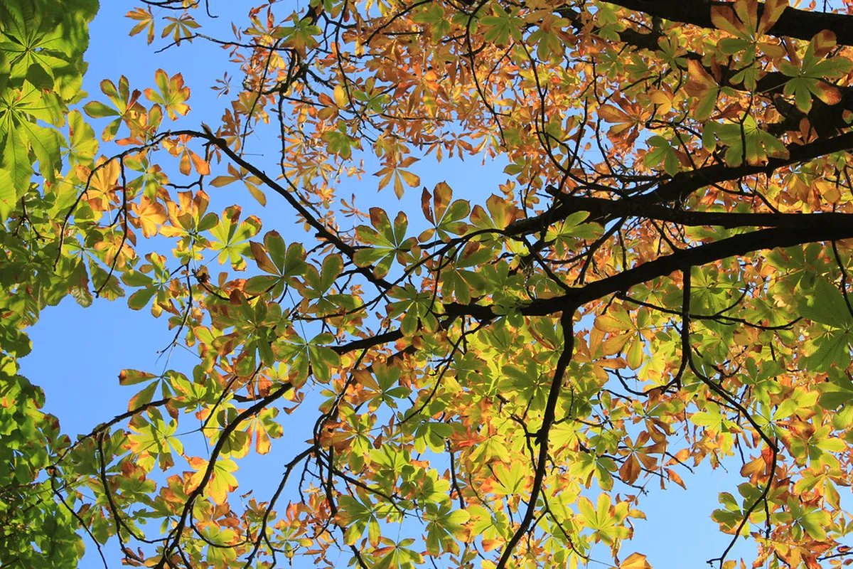 Experience Lucca Autumn Foliage Walks in 2025