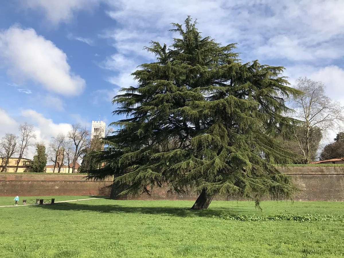 Uncover Lucca's Hidden Gems: A Self-Guided Walk