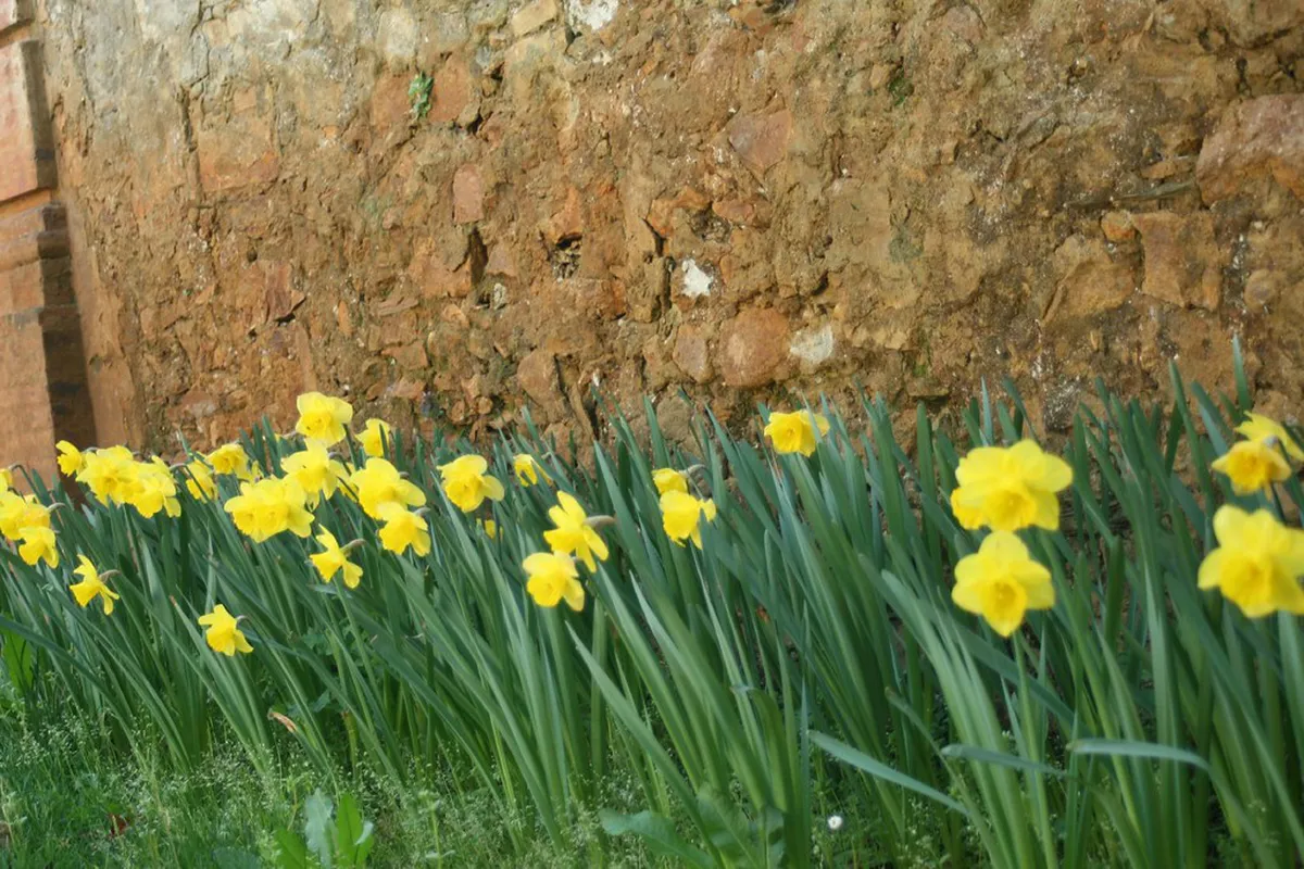 Lucca Spring Flower Walks: A Guide to Blooming Italy
