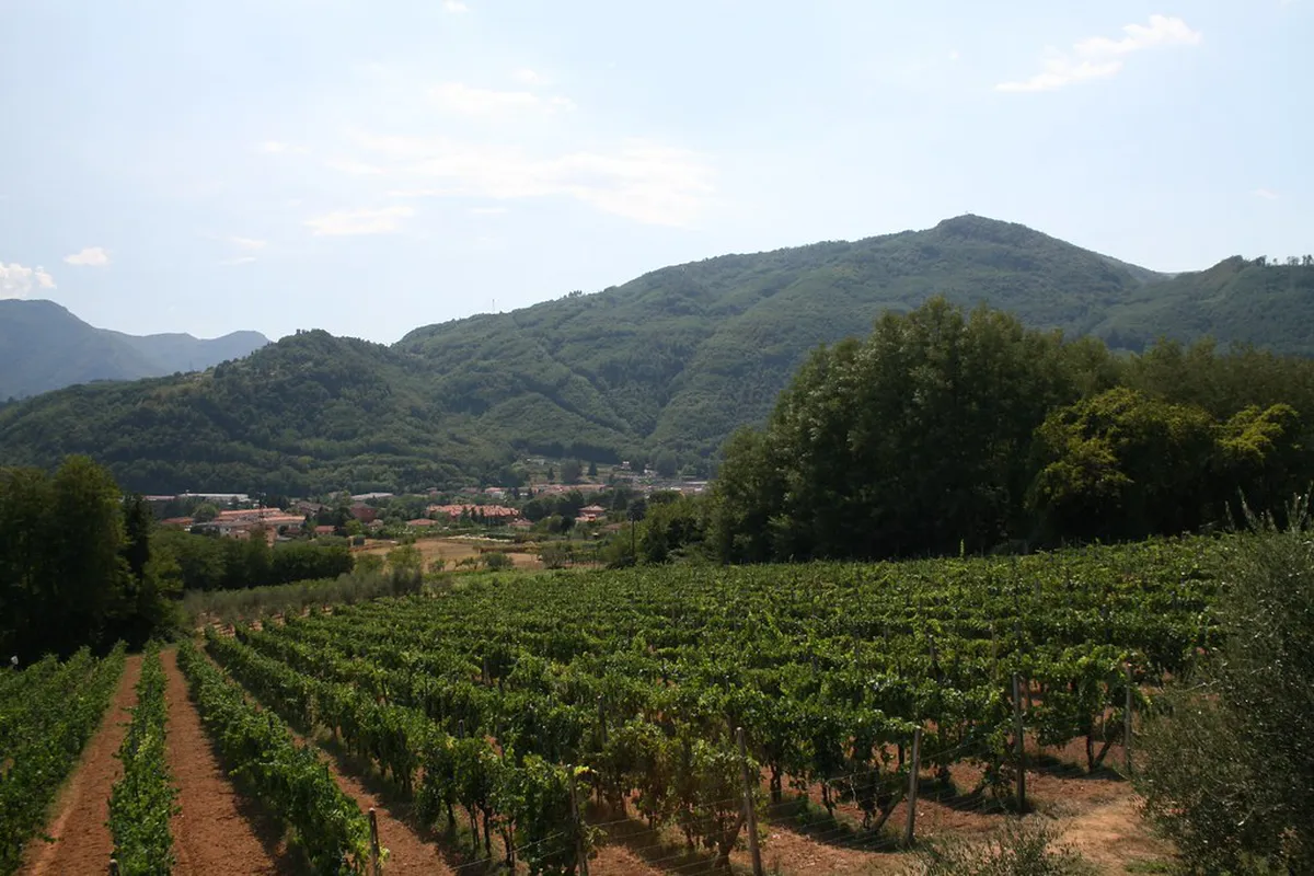 Lucca Vineyard Walking Tours: Best Wine Experiences 2025