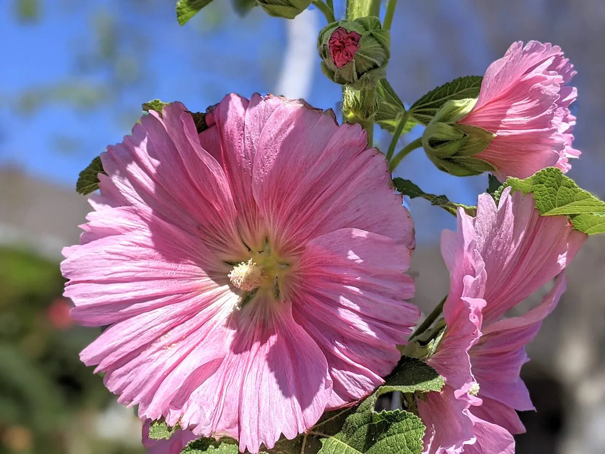 Lucca's Spring Blooming Walks: Discover Italy in 2025