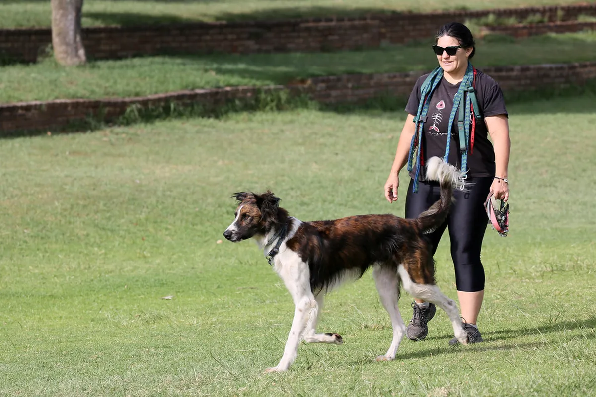 Dog-Friendly Walks in Lucca: A Guide for Pet Owners
