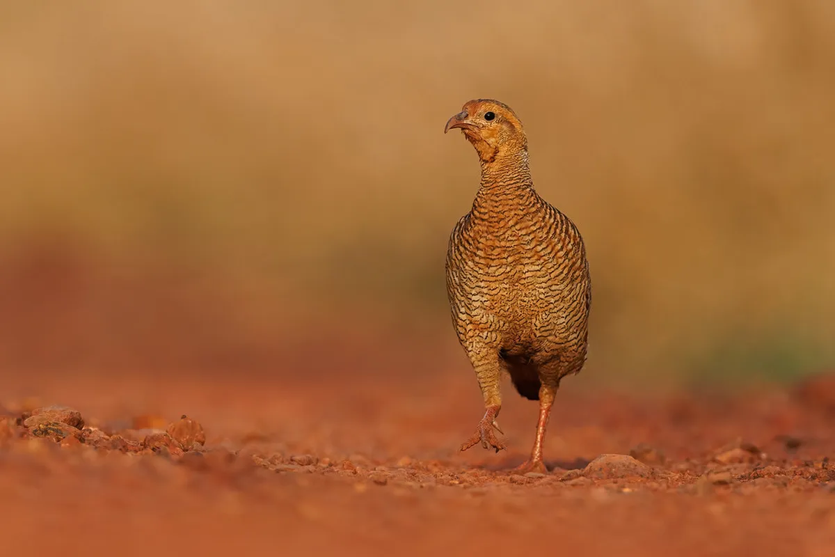 Easy Family Walks in Perugia with Kids: Your 2025 Guide