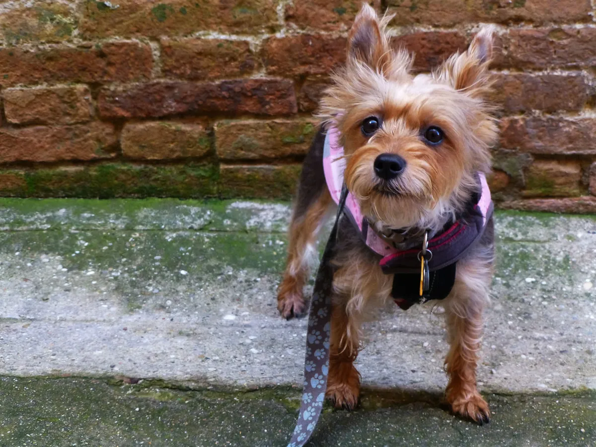 Perugia Dog-Friendly Walks: Exploring Italy with Your Pet