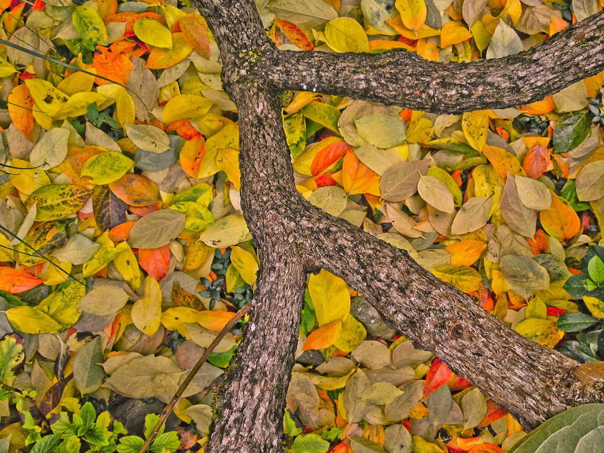 Autumn Walks Siena Colors: Your Guide to Fall Foliage