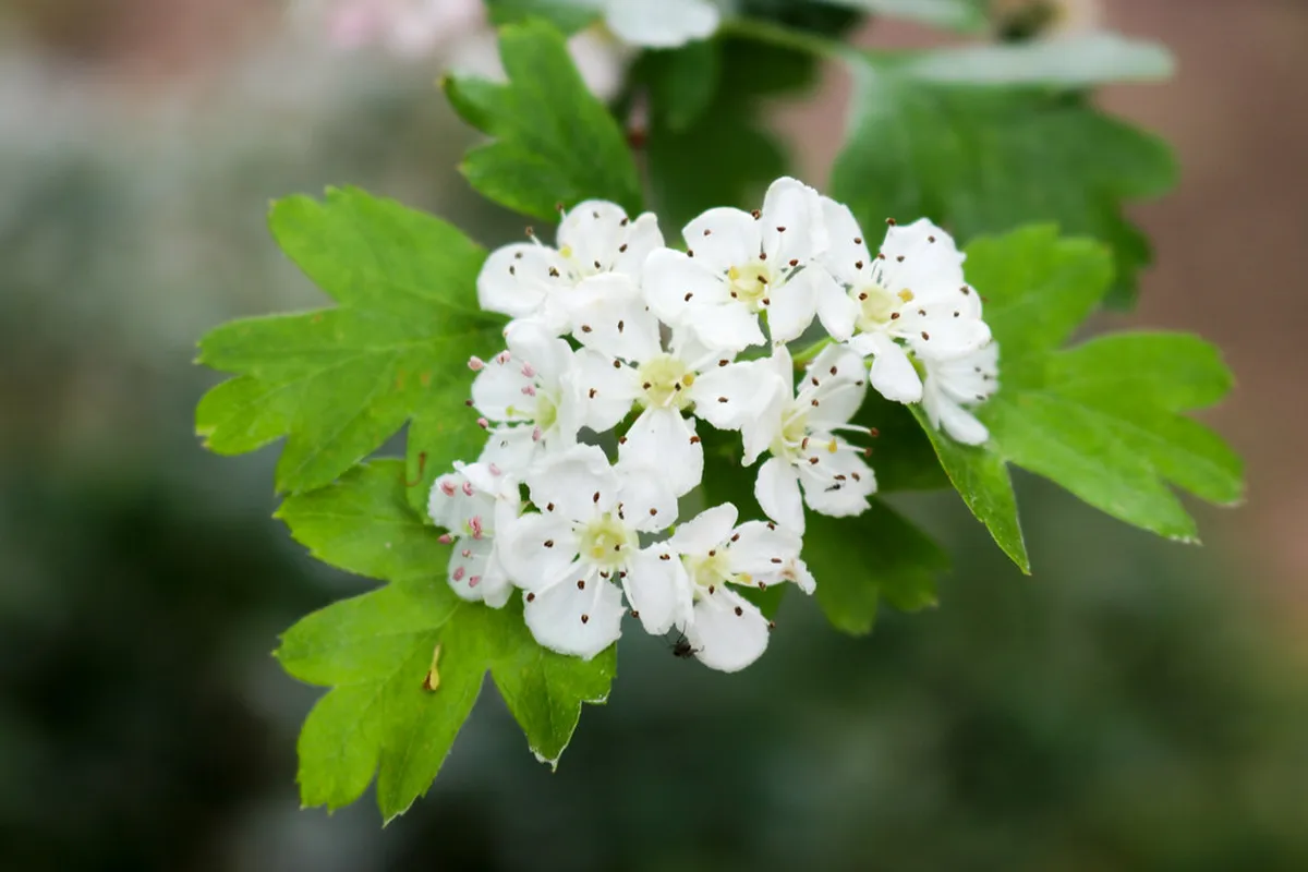 Siena Spring Walks: Blooming Flowers & Historic Beauty