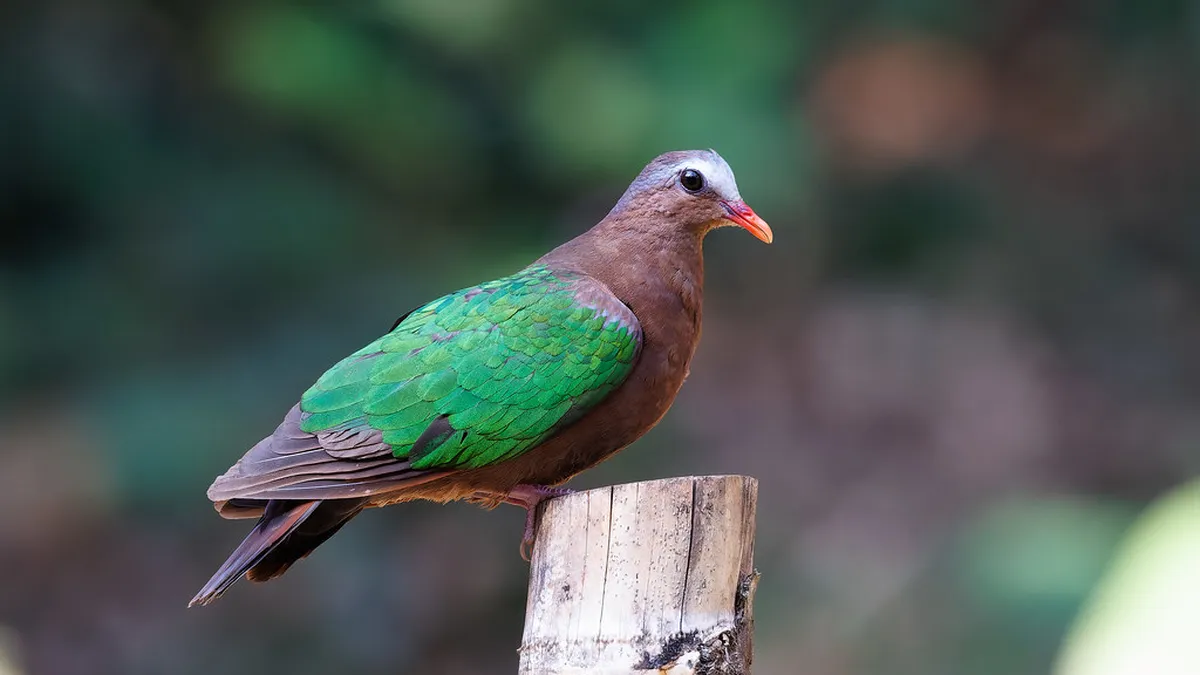 Accessible Siena Viewpoints: Easy Walking Routes