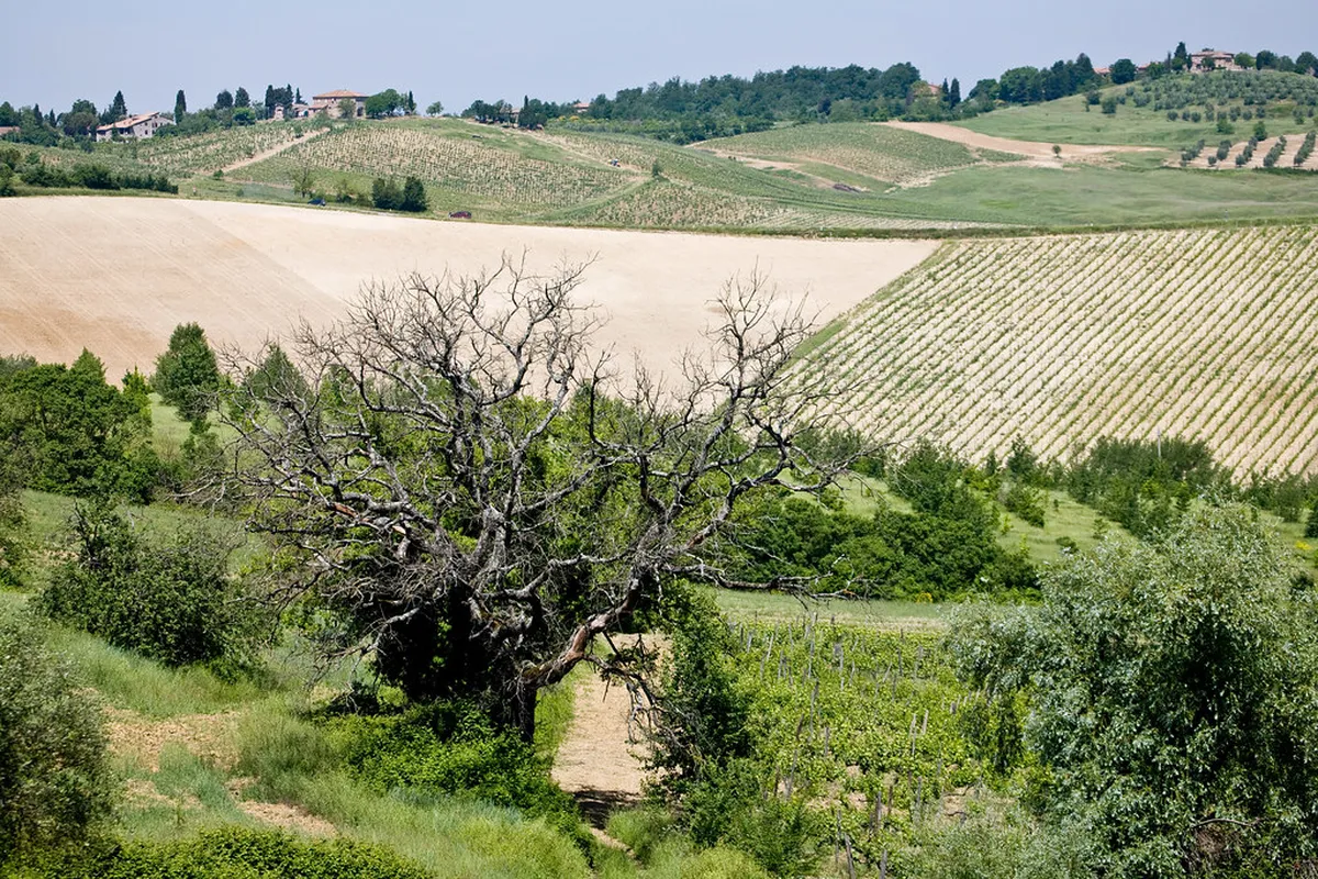 Siena Vineyard Walks: Explore Tuscany's Wine Country
