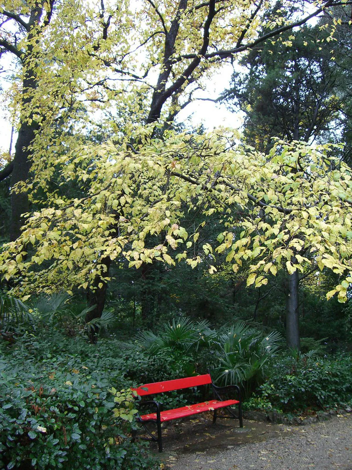 Best Autumn Walks in Trieste: Fall Foliage & Views 2025