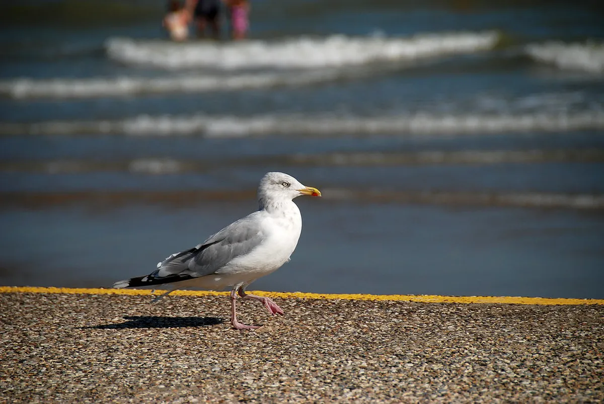 Best Coastal Walks Near Trieste in 2025