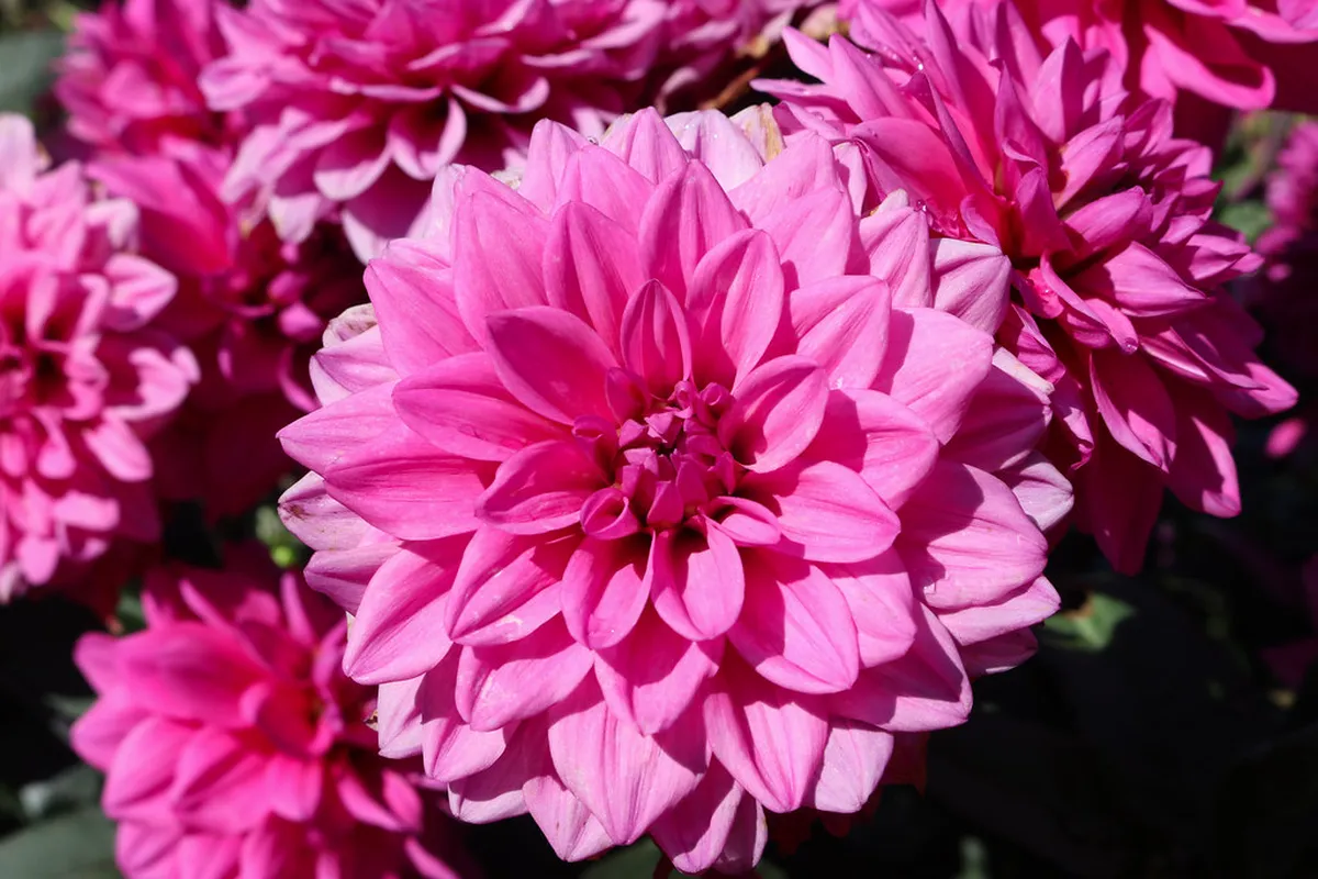 Trieste's Best Spring Flower Spots for 2025