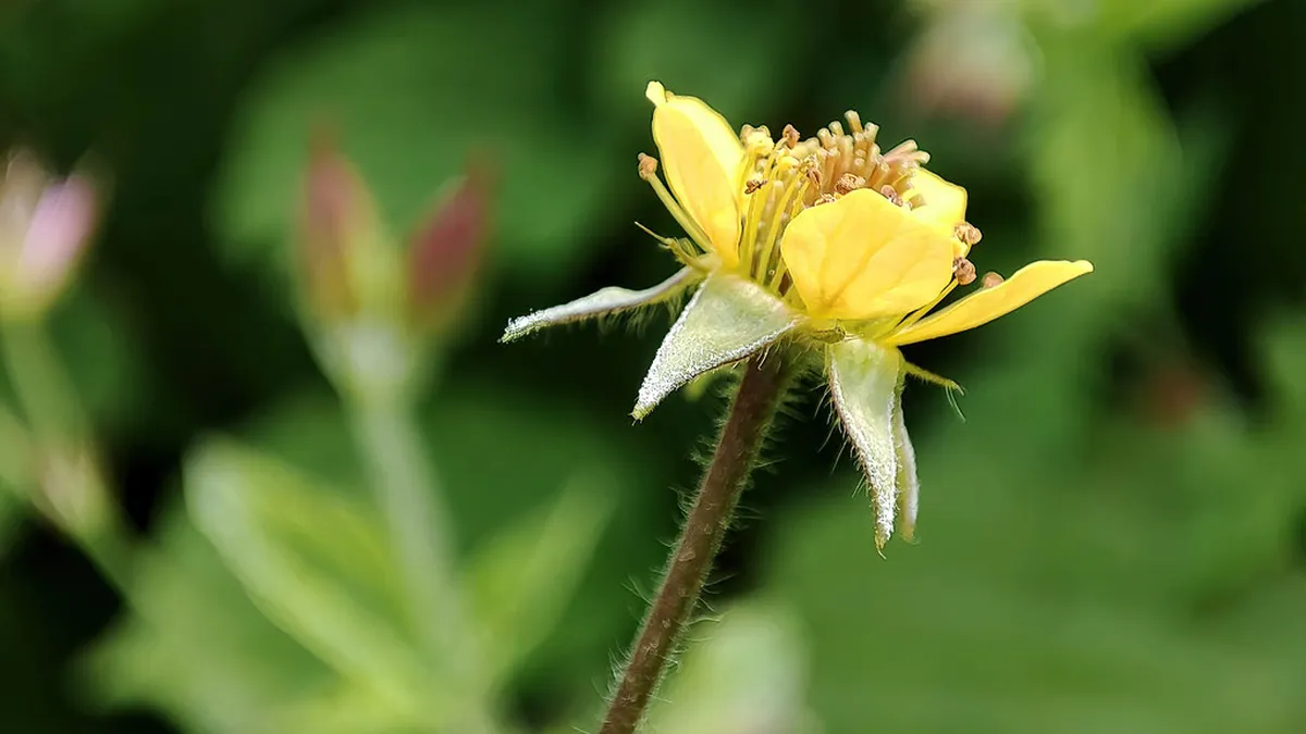 How to Reach Rilke Trail Trieste: Your 2025 Travel Guide