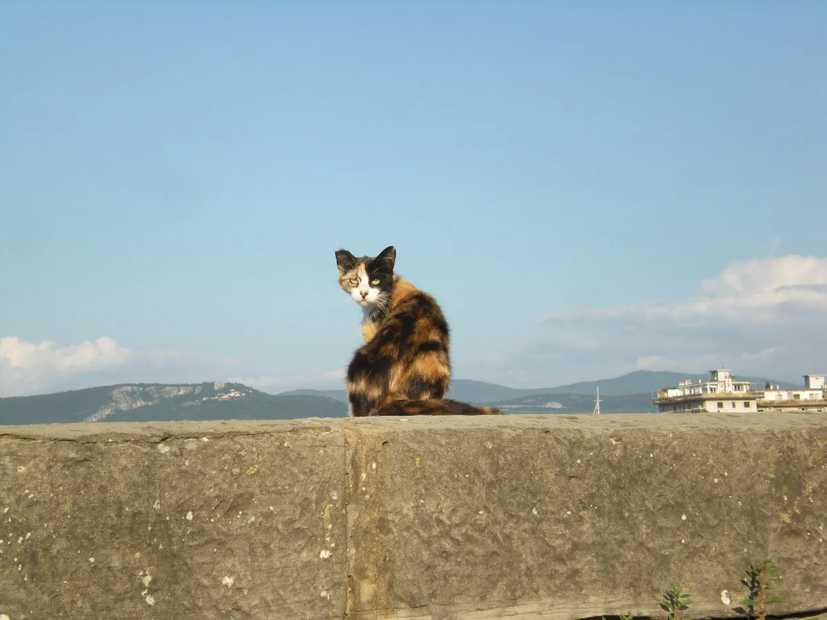 Muggia Scenic Walks Trieste: Your 2025 Walking Guide