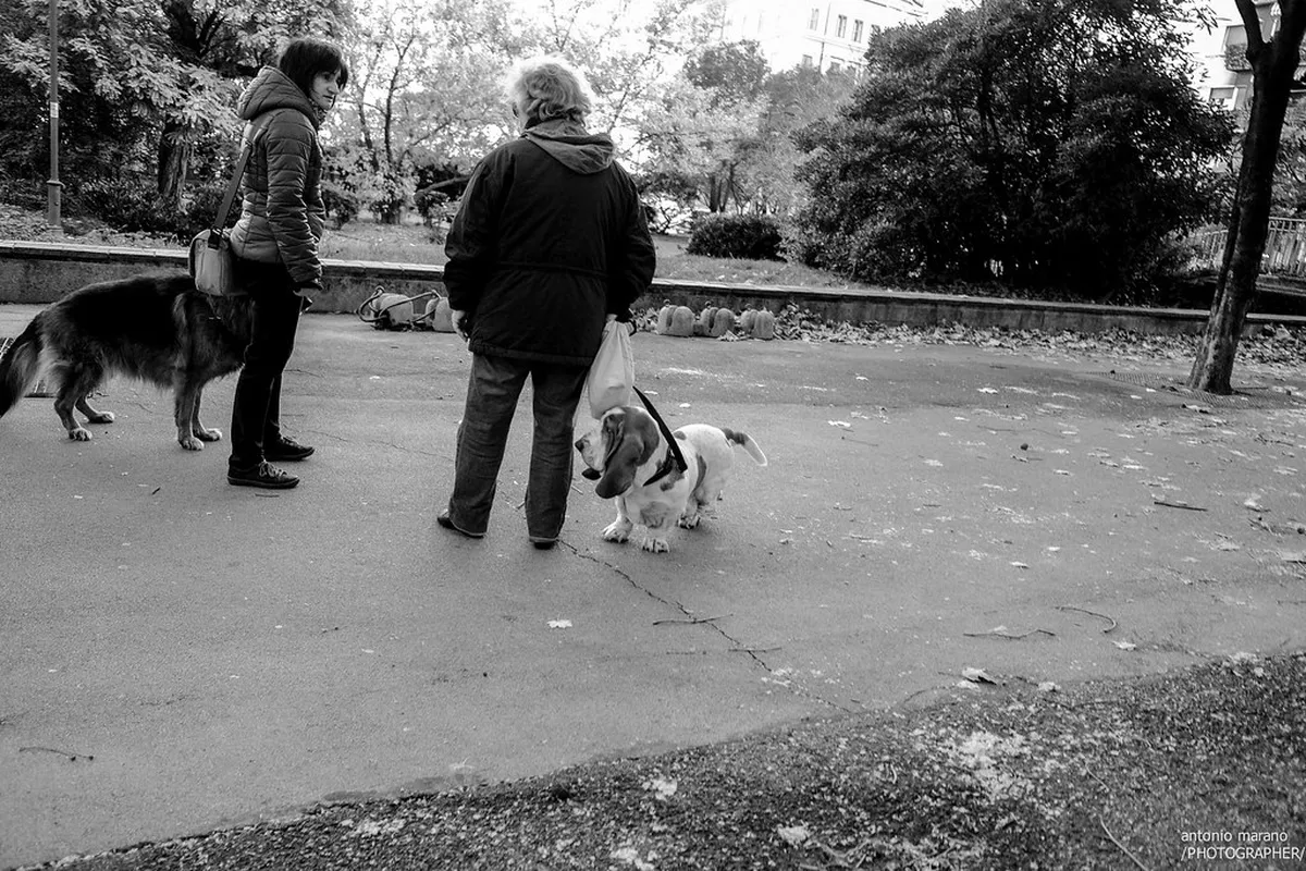 Top Parks in Trieste for Dog Walking in 2025