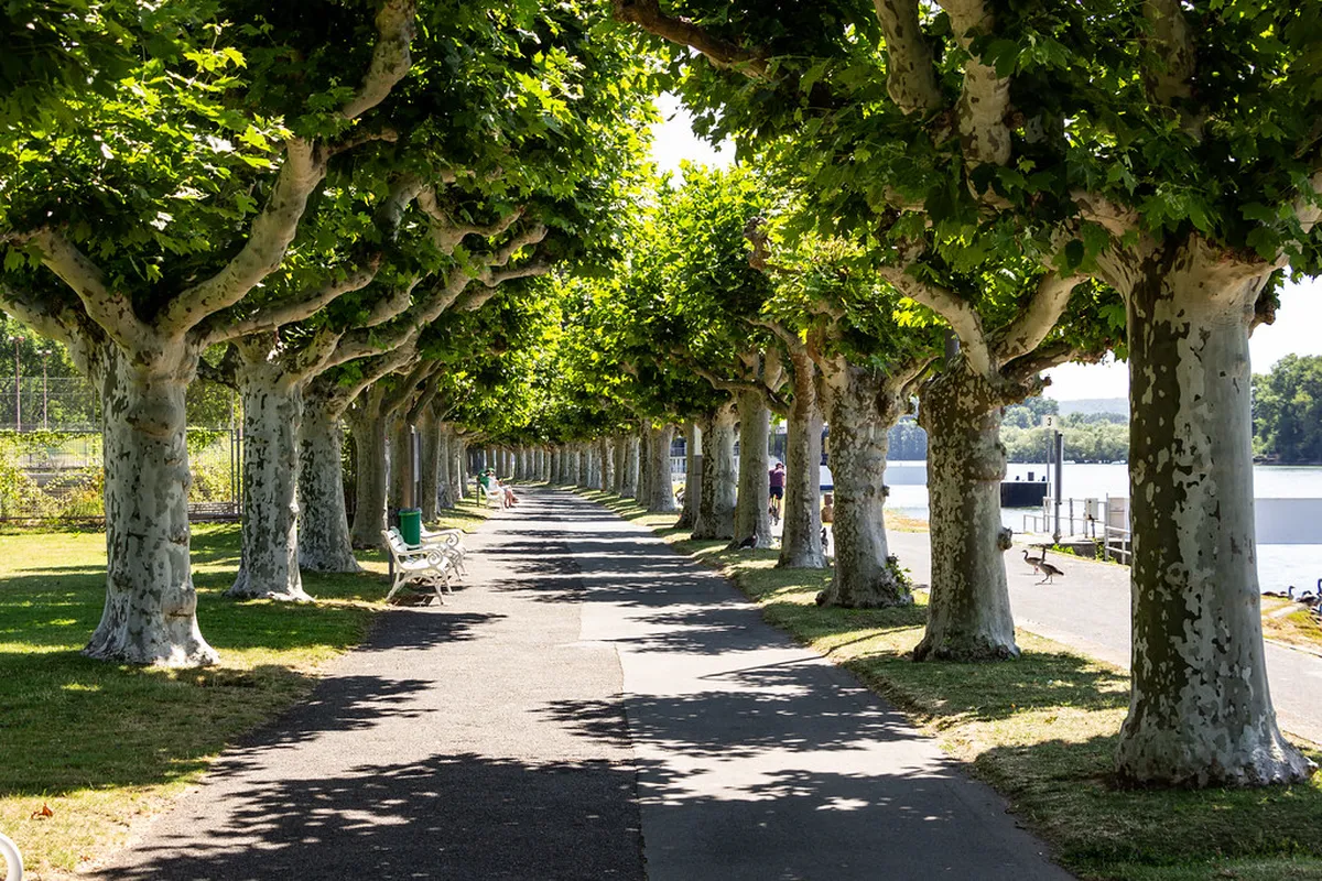 Official Verona Tourist Office Walking Maps 2025