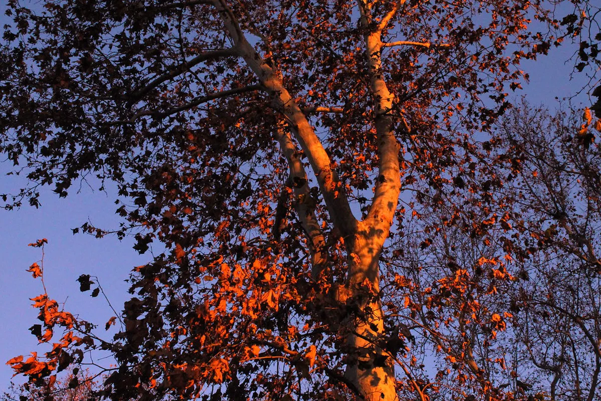 Verona Autumn Foliage Walks: Best Routes for 2025