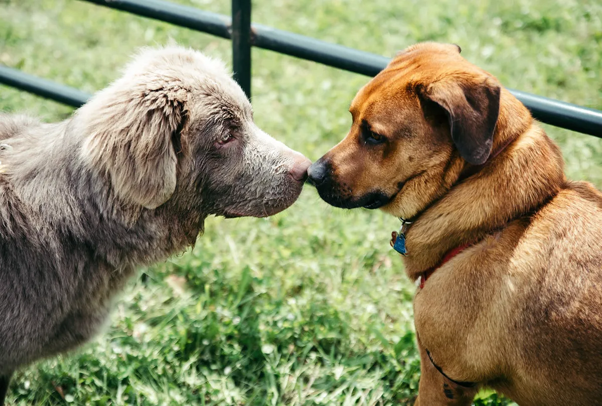 Verona Dog Friendly Walks: Guide for Pet Owners