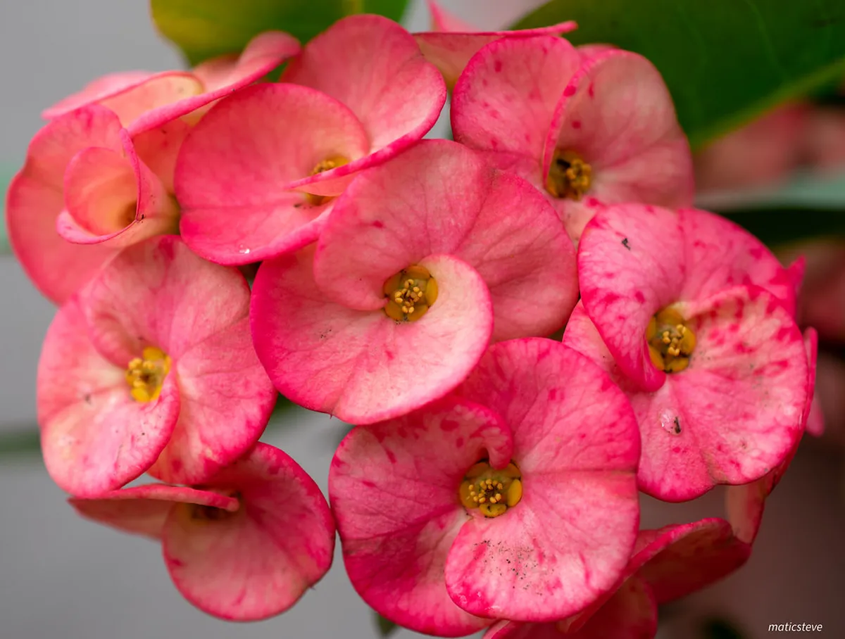 Coastal Flora of Aveiro Beach Walks Guide