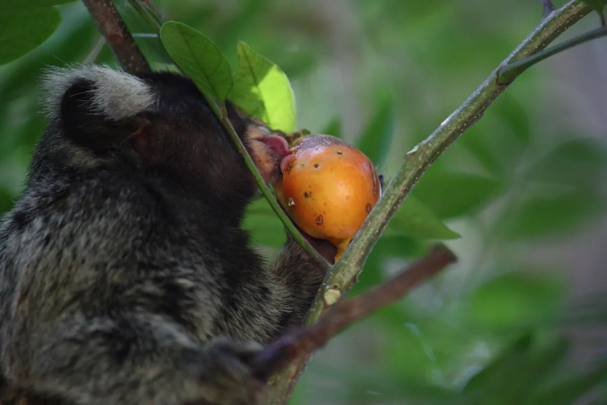 Where to Eat in Costa Nova Aveiro: Best Restaurants