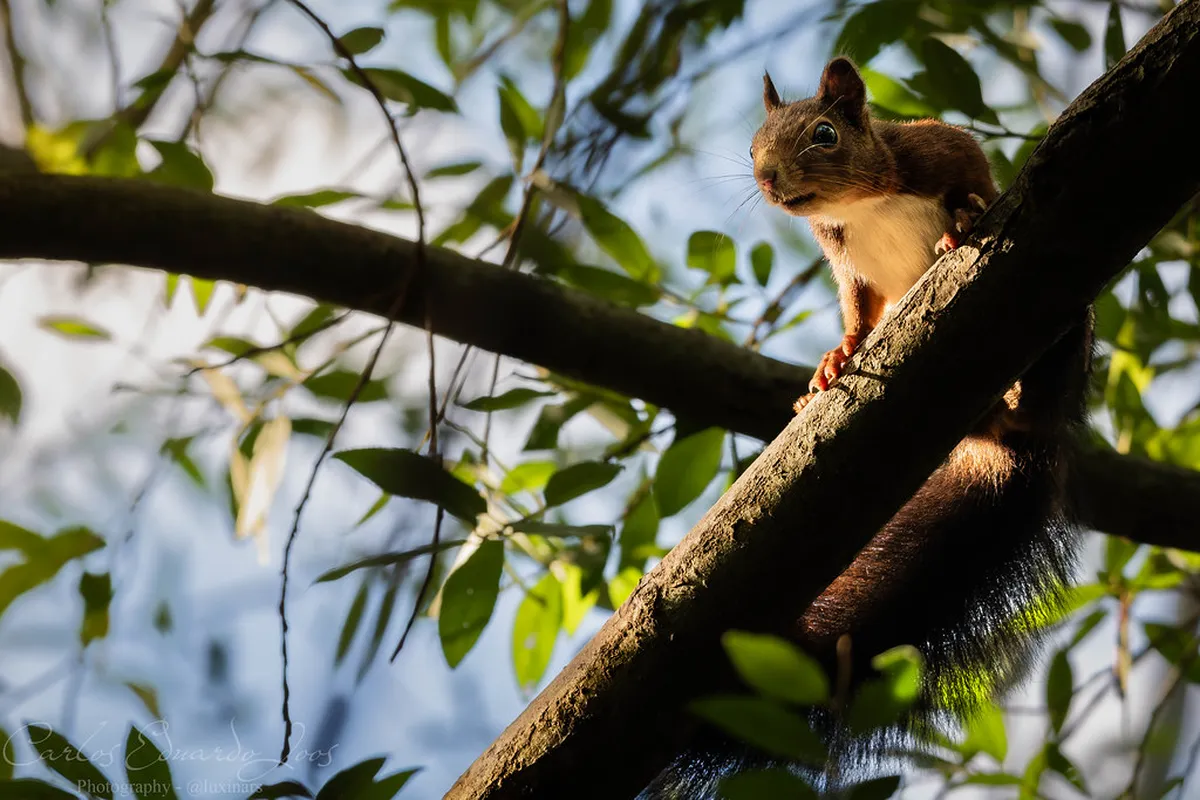 Wildlife Photography at Aveiro Salt Pans Trail