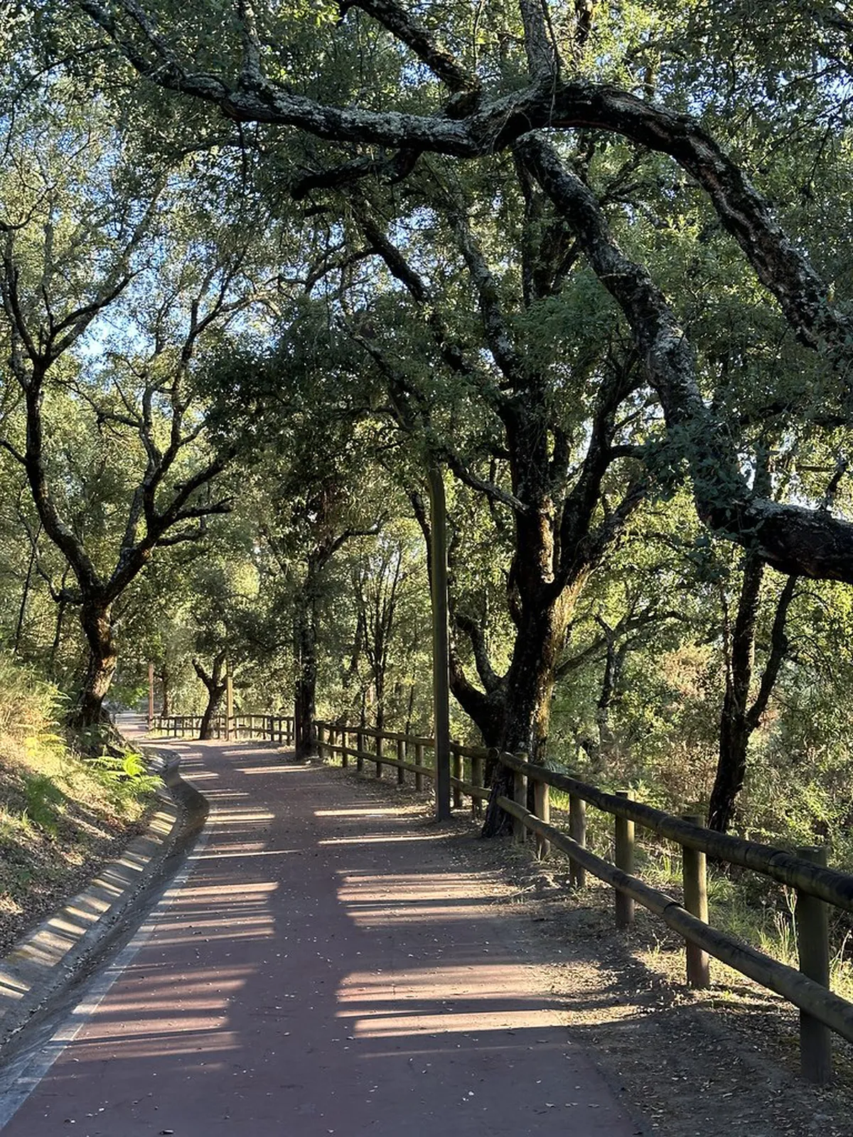 Monte Picoto Park Hiking Trails Guide