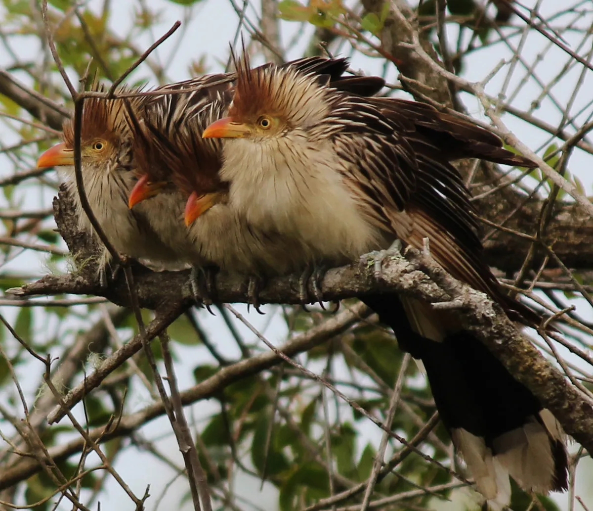 Best Places to Eat Near Bom Jesus Stairs