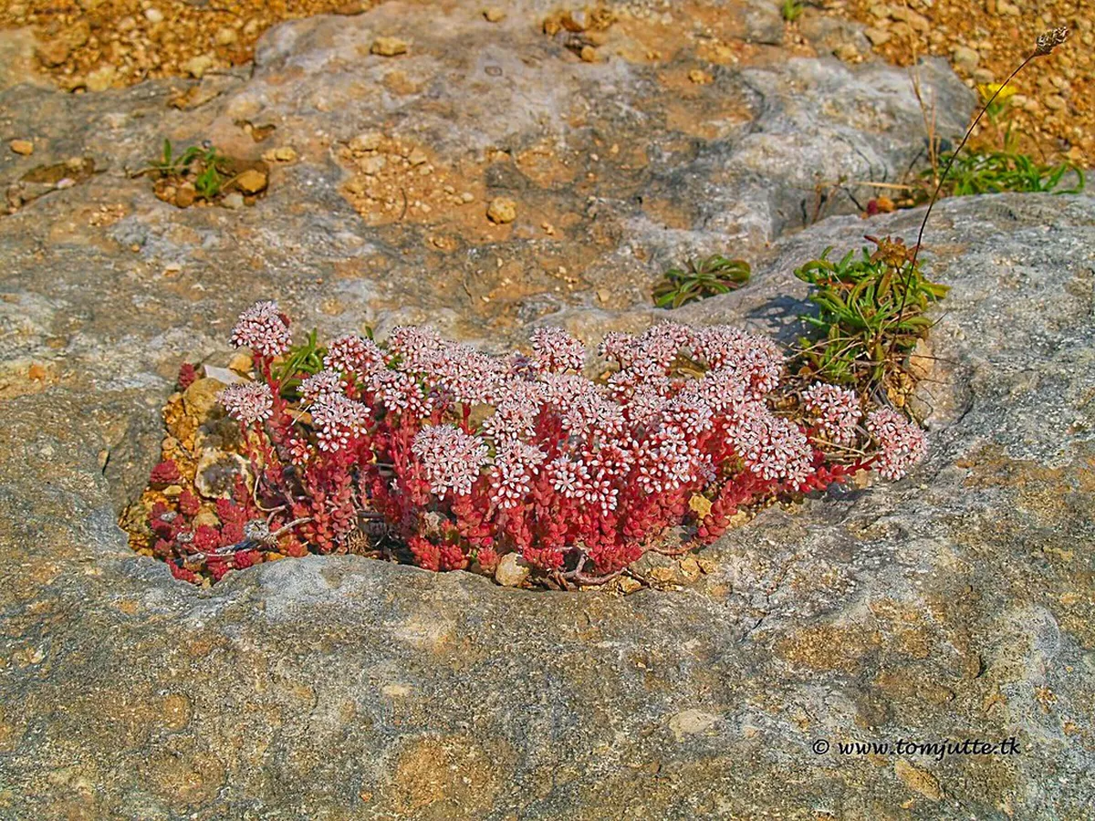 Best Sunset Walks in Carvoeiro: Top 5 Scenic Routes