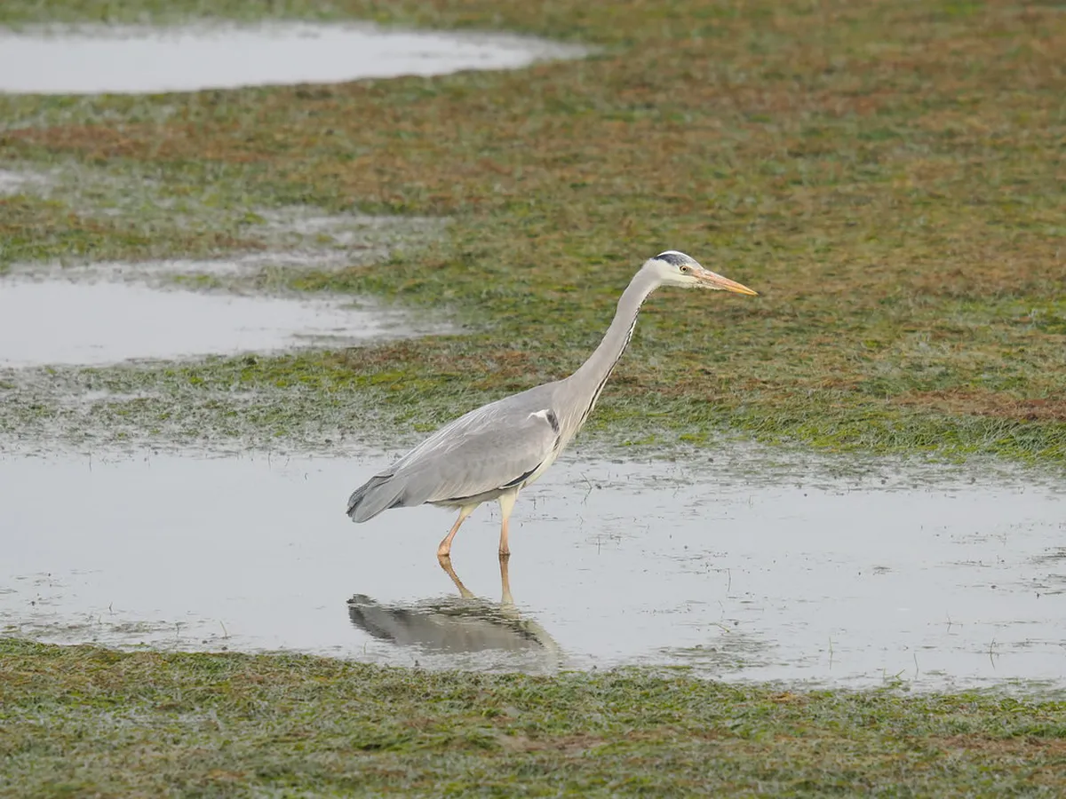 Ludo Trail Birdwatching Walk: 2026 Faro Nature Guide