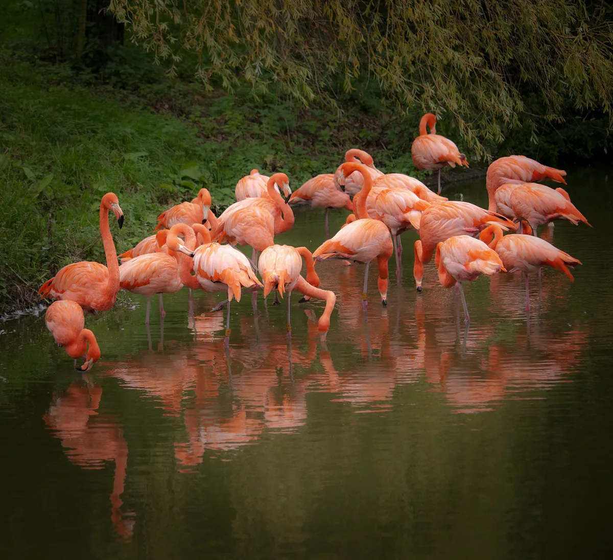 Seeing Flamingos on the Ludo Trail Faro: 2026 Guide