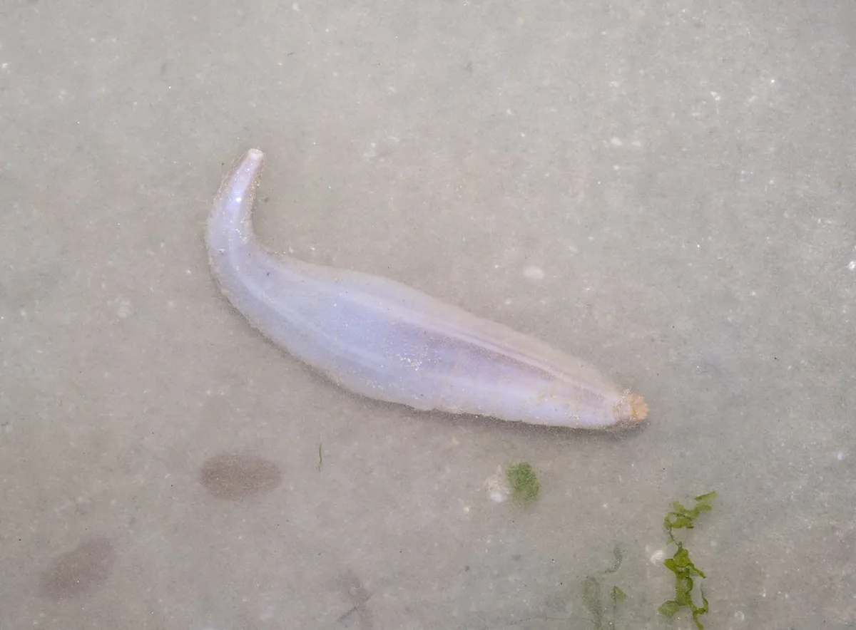 Wildlife to see on Ria Formosa walks