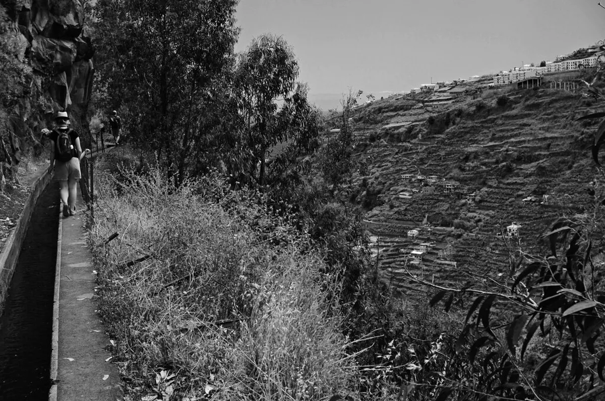 Best Levada Walks in Funchal: Complete 2026 Guide