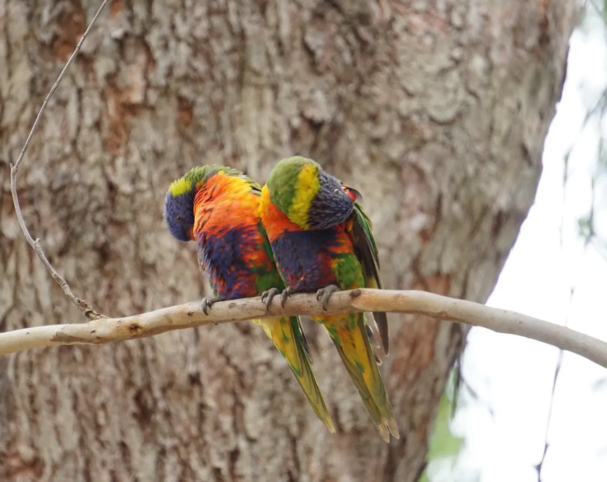 Best Mobile Apps for Guimarães Walking Tours 2026