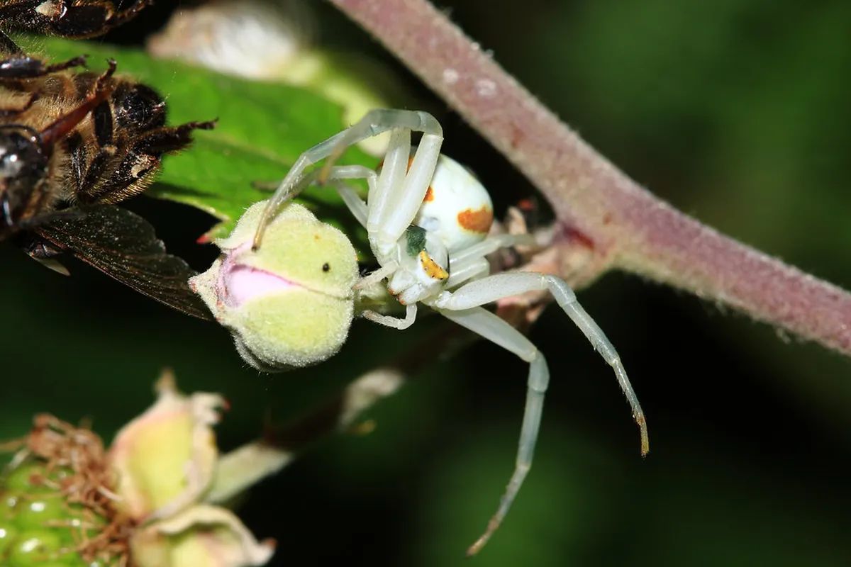 How to Find Miradouro de Santa Luzia in Lisbon