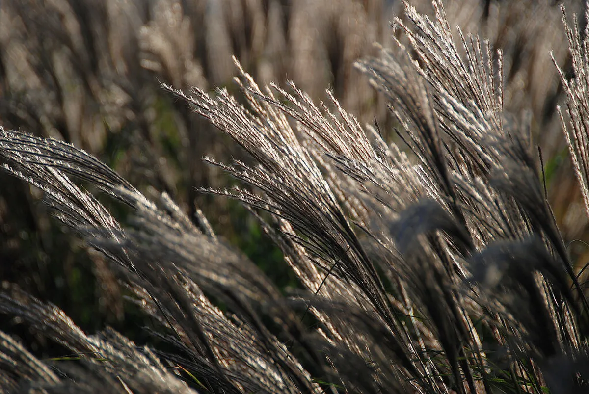 Buy Pastéis de Belém: The Ultimate 2026 Guide