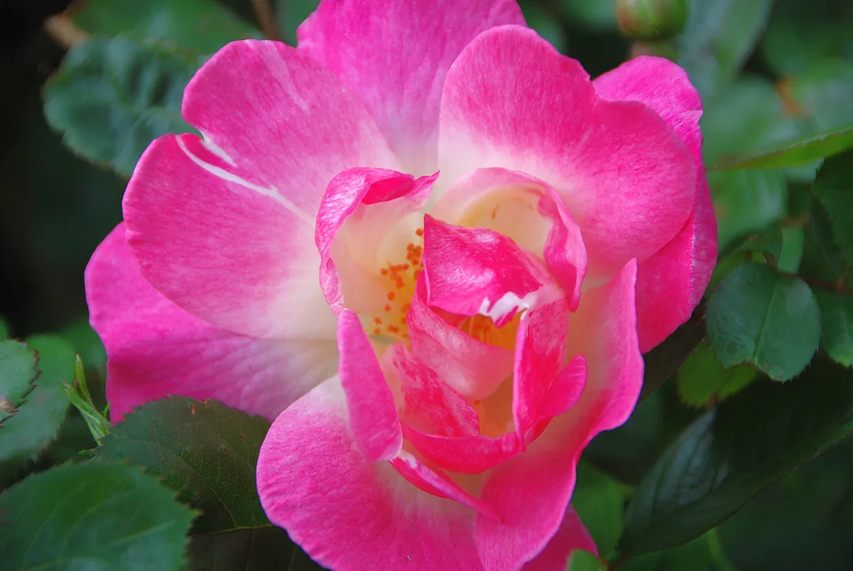 Best Coastal Trails near Óbidos at Foz do Arelho