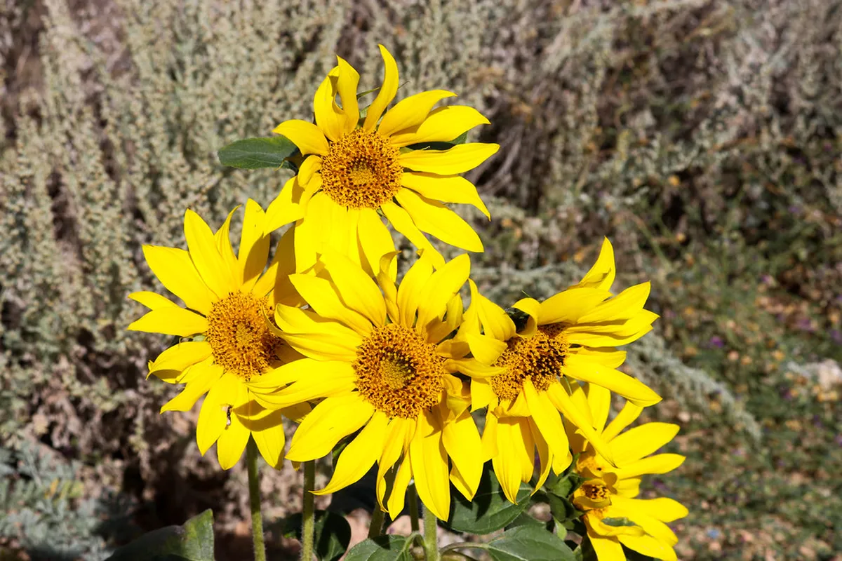 Best Photo Angles of the Medieval Óbidos Aqueduct
