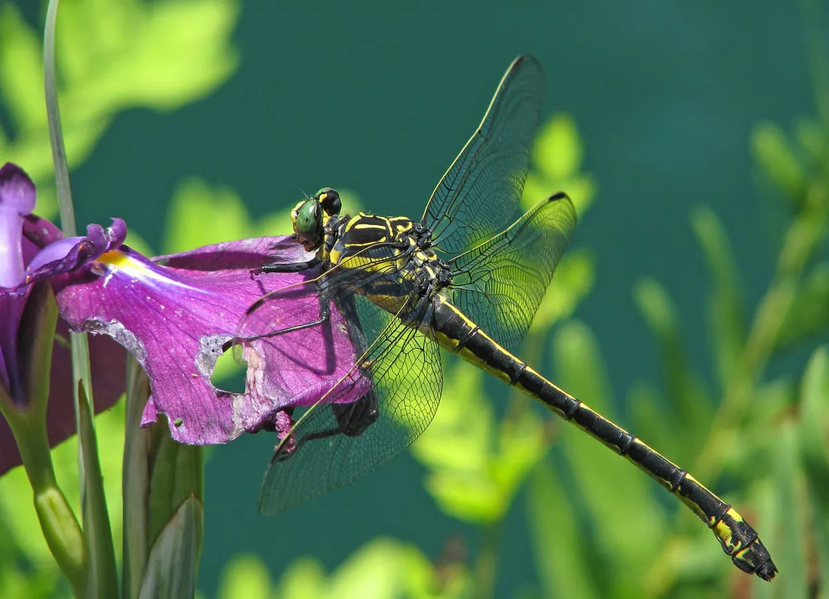 How to Stay Safe on Foz do Arelho Cliffs
