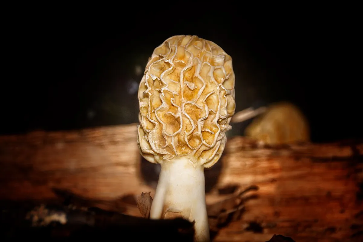 Multi-Day Walking Trips from Peso da Régua